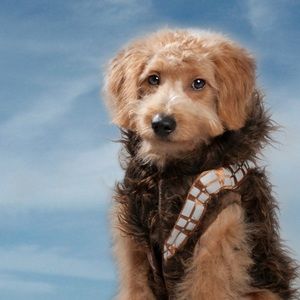 Star Wars Chewbacca Costume for Dogs - Size Medium